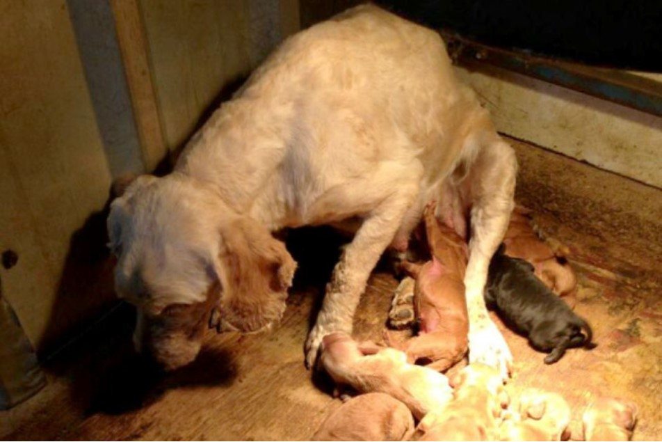 Queensland moves to quash ‘brutal’ puppy farming